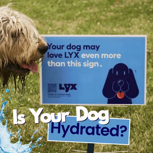 LYX Creates Dog-Height, Bacon-Scented “Dogvertising” to Educate Pet Parents About Hydration